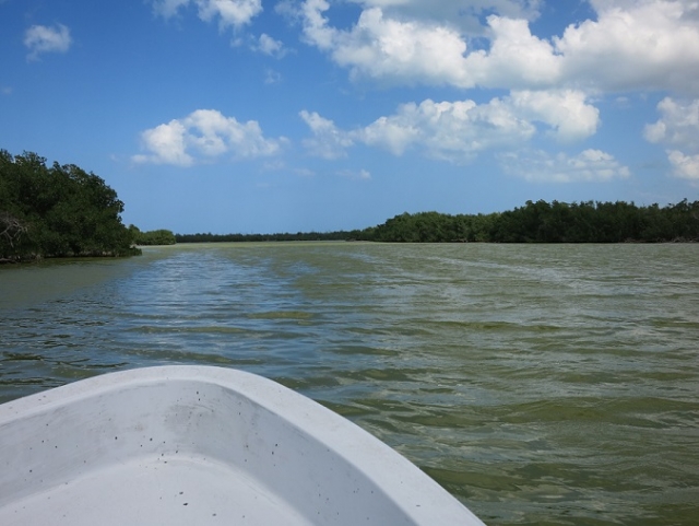 visitas guiadas manglares